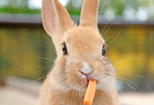 宠物兔子聪明吗(宠物兔的智商高吗)