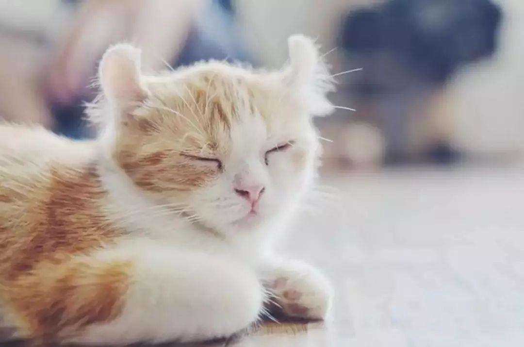 为什么会给猫咪断尾？