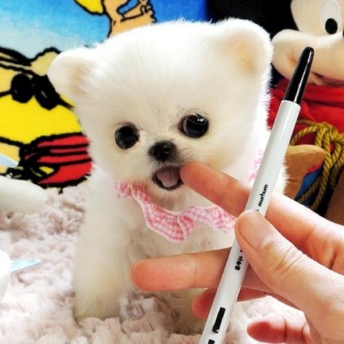 泰迪一般长到什么时候身高定型