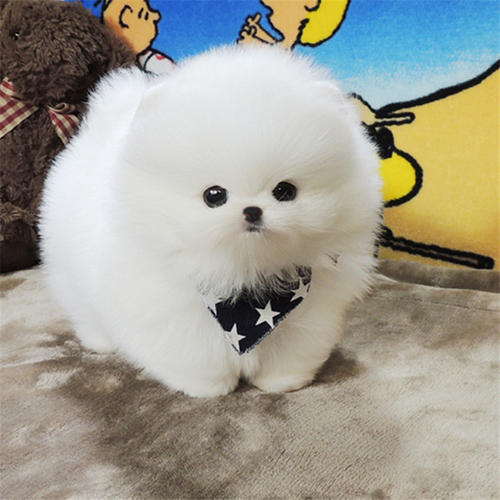 u=2146663452,1184027068&fm=26&gp=0.jpg u=2146663452,1184027068&fm=26&gp=0.jpg