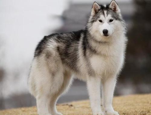 狗狗肚子 狗狗肚子