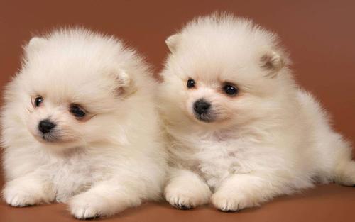 泰迪狗狗 泰迪狗狗