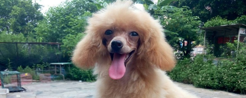 狗打疫苗后注意事项