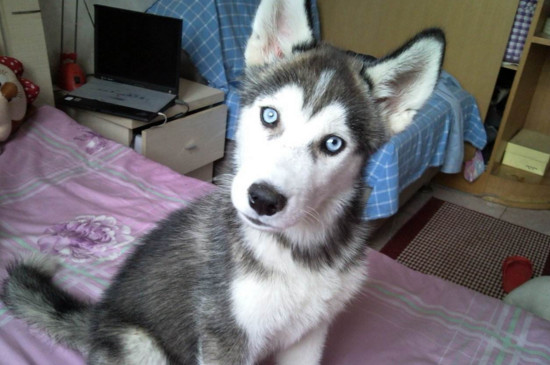 狗狗得细小的初期症状