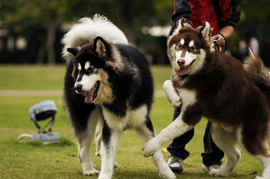 狗狗得细小的初期症状