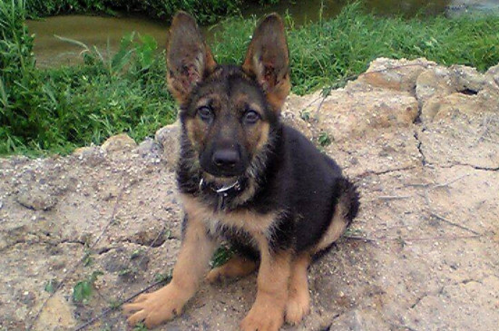 法斗犬为什么这么贵