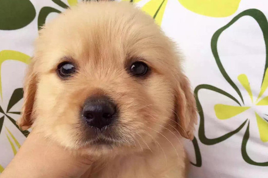 长不大的小狗品种