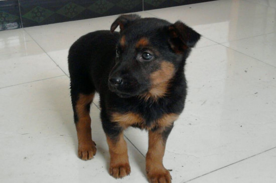 长不大的小狗品种