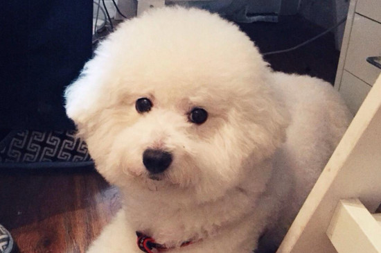 长不大的小狗品种