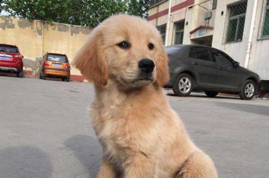 泰迪可以吃香蕉吗