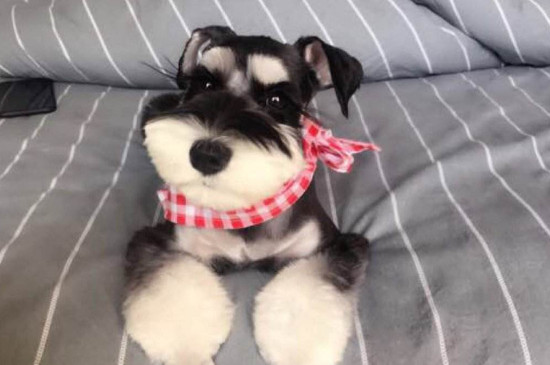 泰迪可以吃香蕉吗