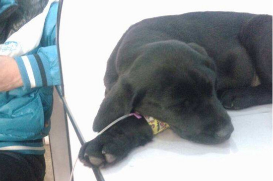 黑背和德牧的区别