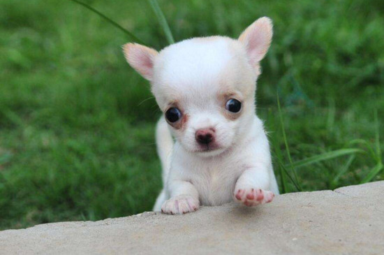 黑背和德牧的区别