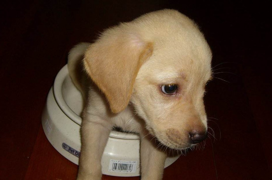 黑背和德牧的区别