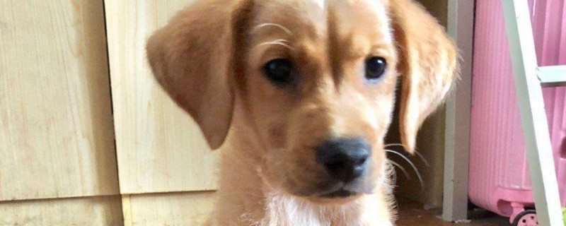 拉布拉多拉稀会死吗