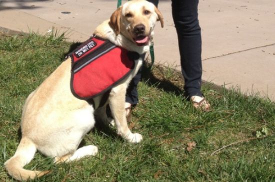 拉布拉多拉稀会死吗