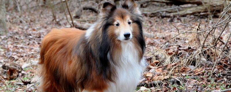 狗狗身上痒一直挠怎么办