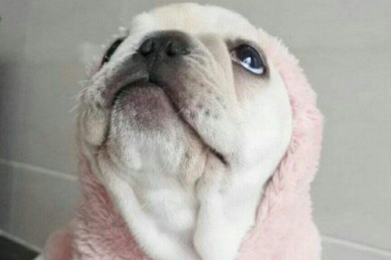 狗狗身上痒一直挠怎么办