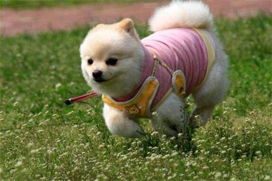 狗狗多久驱虫一次