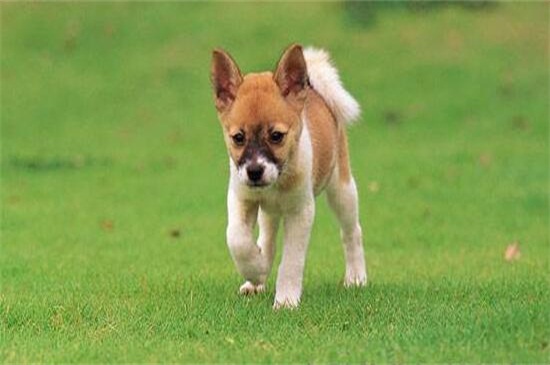 狗狗多久驱虫一次