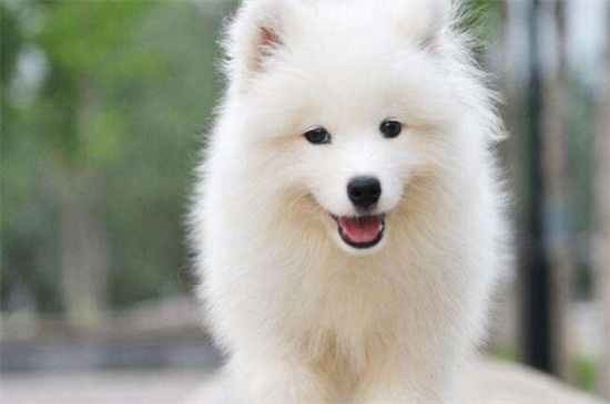茶杯犬好养吗