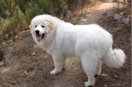 养狗需要注意什么