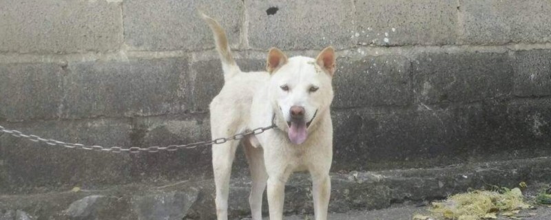 一只好的土猎狗要看哪