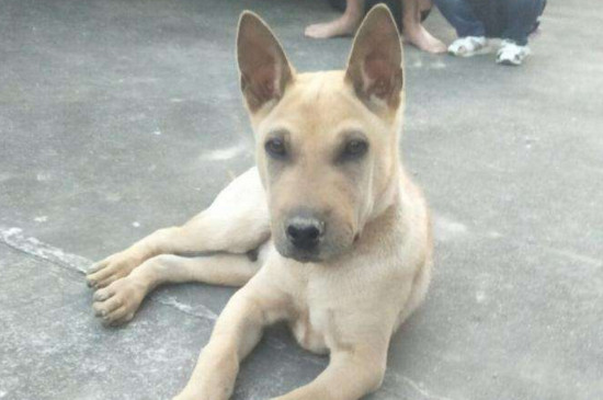 一只好的土猎狗要看哪