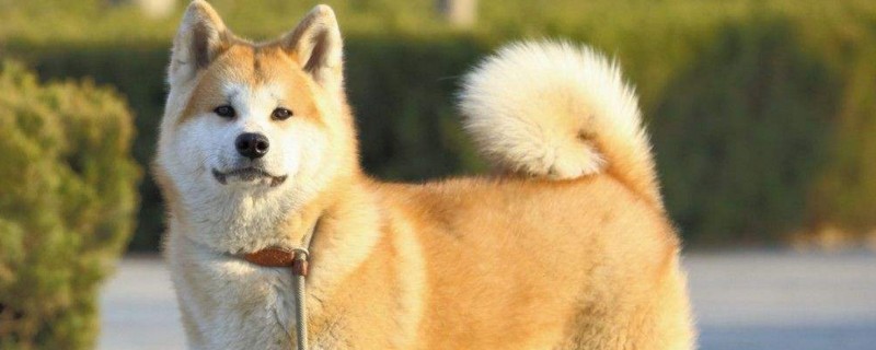 16个不能养柴犬的理由