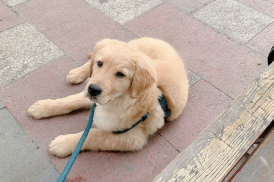 小狗脱肛怎么办