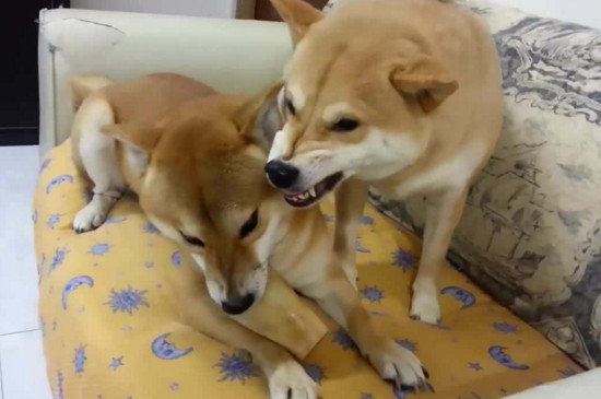 16个不能养柴犬的理由