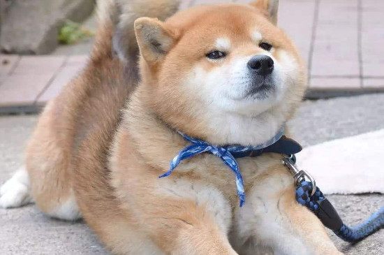 16个不能养柴犬的理由