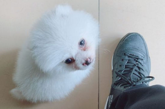 博美丢了会想主人吗