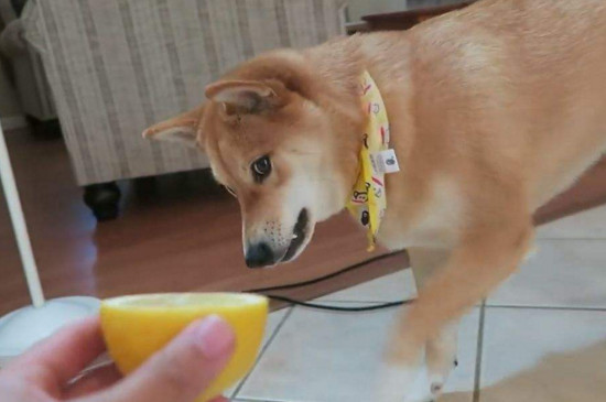 16个不能养柴犬的理由