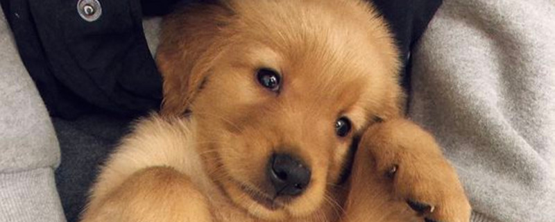 金毛犬吃什么食物