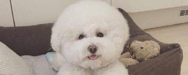 怎么知道比熊怀孕了