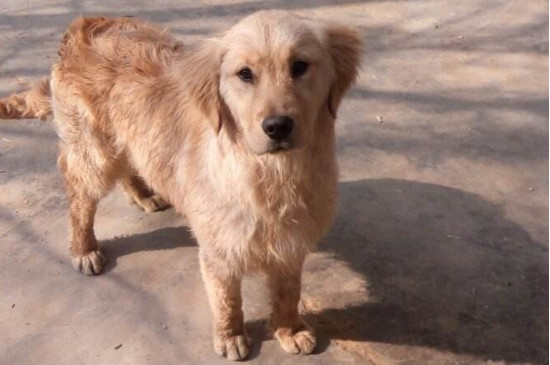 泰迪怎么训练大小便，教泰迪定点排便的三个方法