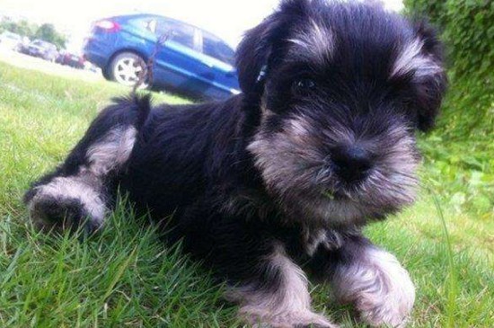 泰迪怎么训练大小便，教泰迪定点排便的三个方法