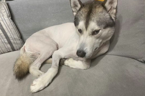 狗狗脖子一动就惨叫