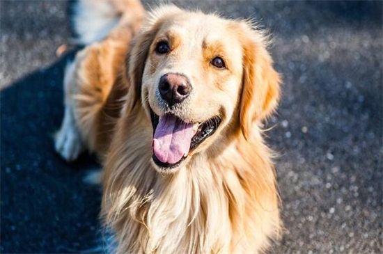 拉布拉多幼犬怎么养