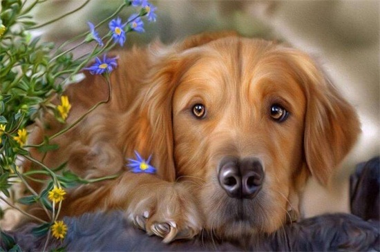 拉布拉多幼犬怎么养