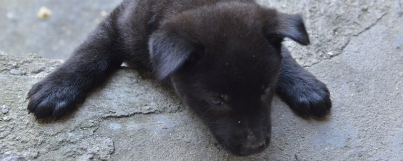 狗狗打疫苗前可以吃饭吗
