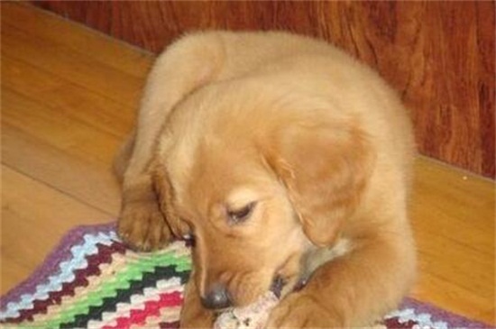 狗狗会乱咬怎么办