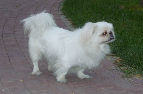 为什么养巴吉度犬的人很少