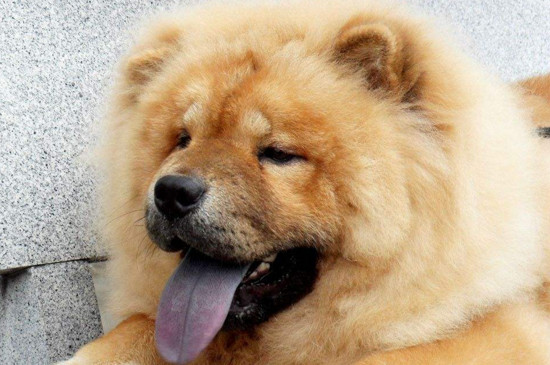 为什么养巴吉度犬的人很少