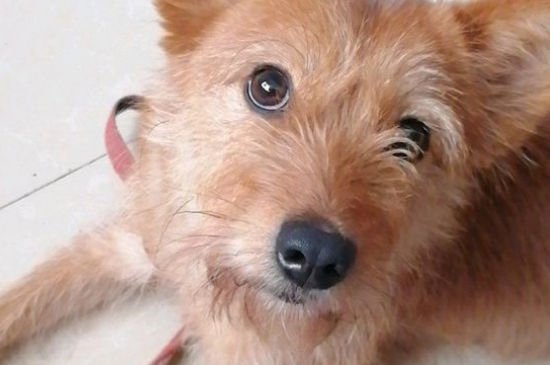 狗狗快生了流墨绿色