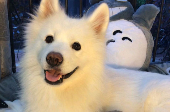 狗狗可以和人睡一起吗