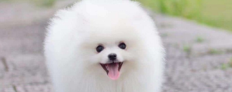 狗界三傻四疯