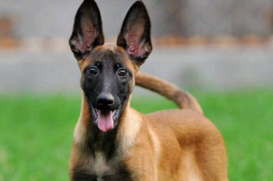 马犬幼犬怎么喂养,少时多餐营养均衡才能强壮