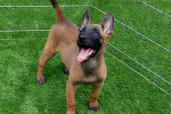 马犬幼犬怎么喂养,少时多餐营养均衡才能强壮